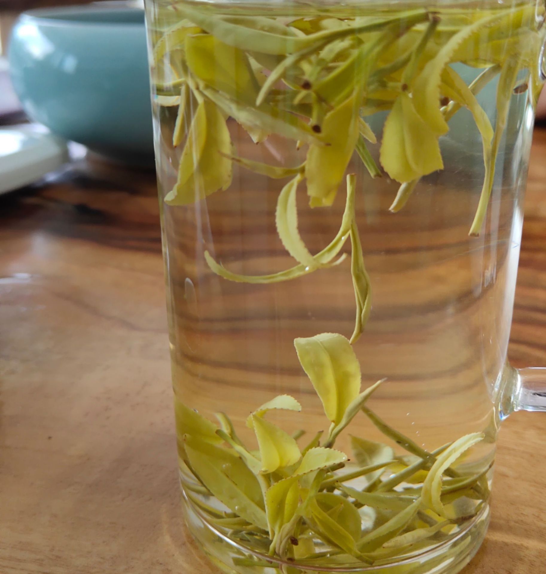 秋茶1芽1叶
