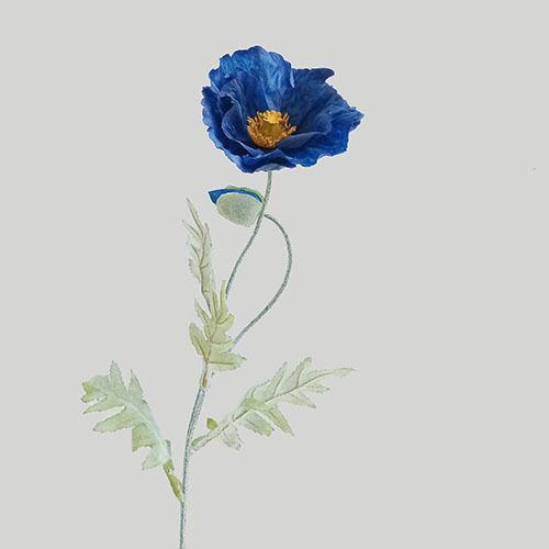 深海蓝罂粟 - 1花1苞